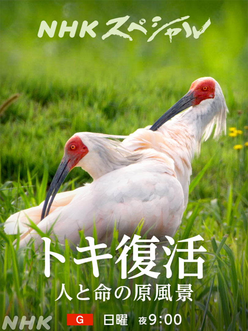 nhk_n_sp's tweet photo. 遠い昔から日本人の心を引きつけてきたトキ
日本で一度は絶滅したが、2008年に新潟県の佐渡で
10羽が放たれ今では500羽近くに

カメラがとらえた知られざる生態の数々
“トキ復活”の背後にあった人々の苦労と葛藤とは

映像記録 トキ復活
人と命の原風景
21(日)夜9時～[総合]
https://t.co/CifaxHLIjC https://t.co/LuDtXThJC1