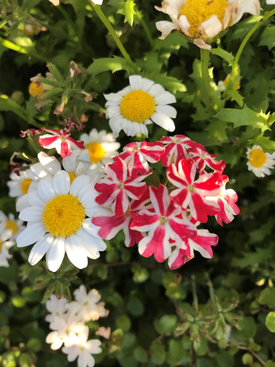 REBHPortal's tweet photo. バイオハザードに出てきそうな植物を探しています
#REBHFun https://t.co/2Q4gQXbchH