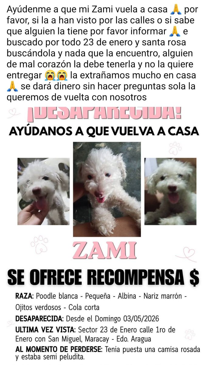 PerroUsuario's tweet photo. Su familia sigue buscando a Zami en Maracay 23 de Enero Santa Rosa. Contactar al 0424 3198608 y 0424 3513513 https://t.co/jfHQWnklPq