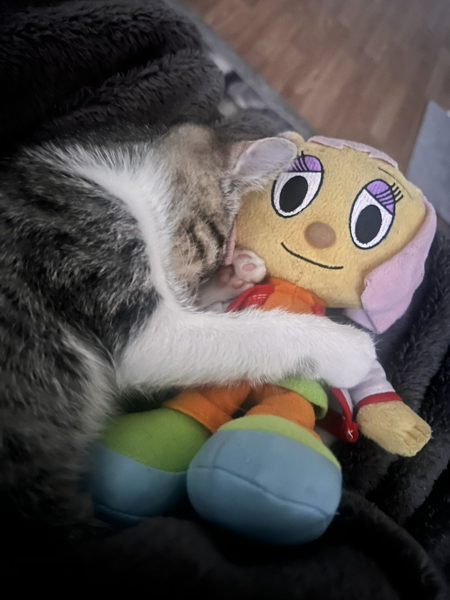 PaulaFoxPlush's tweet photo. so thats where paula went! https://t.co/u78FxpdnWf