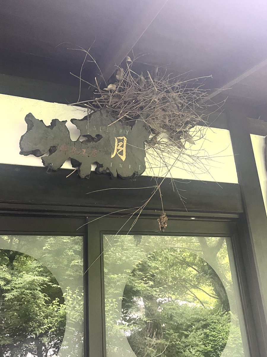 semimalc's tweet photo. リスさんのおうち・その後
先日リスさんがデートしていたギャラリー手前の木の上に、気がつくと巣のようなものがありました。いつのまに！
その前に作っていたギャラリー入口上の
作りかけ？の巣に出入りしている様子もあります。
別宅？または別のカップル？
そのうち家族が増えるのかな？ https://t.co/PHII1gj2Yw