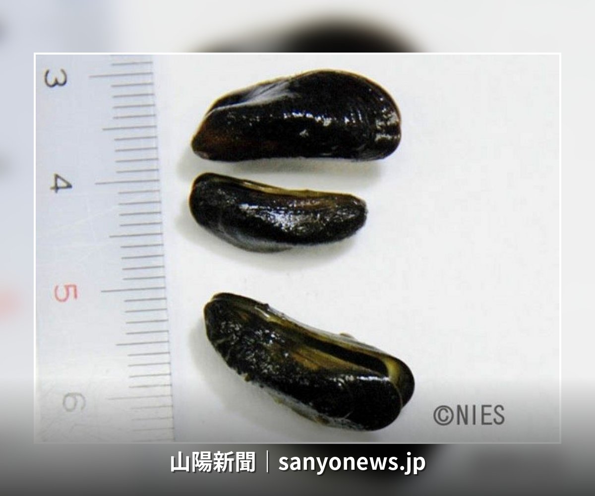 sanyo_news's tweet photo. 侵略的外来種「カワヒバリガイ」中国地方で初確認
岡山市の農業用水路に生息、パイプ詰まる恐れ
#山陽新聞 #ニュース https://t.co/TAu6u11XgB