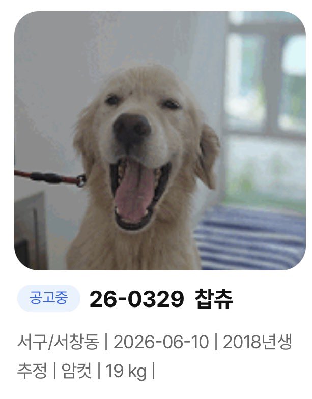 whippybebe's tweet photo. 아니 근데 얘는 이름이 우뜨케 찹츄. 진짜 찹츄처럼 생김 (찹츄는 광주동물보호센터에 잇어요) https://t.co/xLzczbNyPg