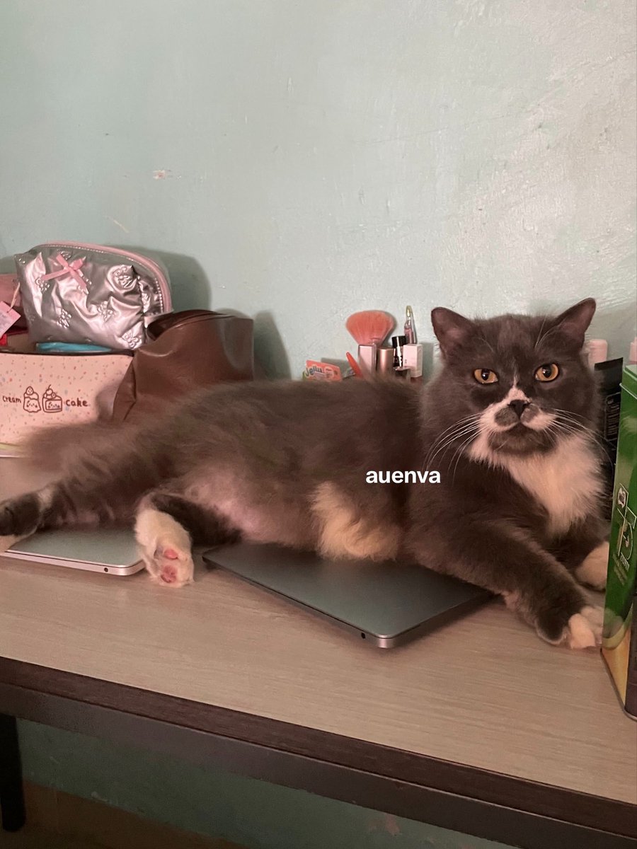 auenva's tweet photo. selain sajadah, kucingku suka bgt bobo di laptop😭

mana mukanya pada gatau diri😤😤😤 https://t.co/aHU3eLi6lQ