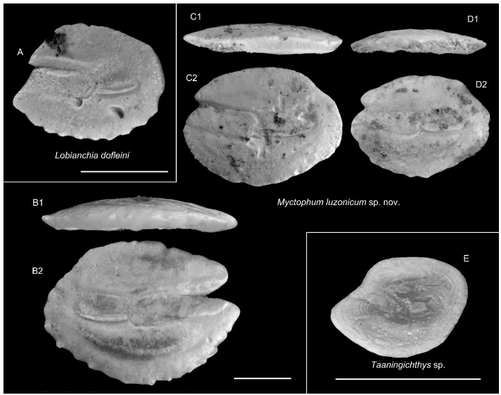 otolith_lin's tweet photo. New paper: Lower Pliocene fish otoliths from N Philippines. 

We analyzed 1,225 otoliths, described two new lanternfish species, refined age control, and reconstructed a tropical West Pacific fish community.

https://t.co/sJU6KBpf0l

#otolith #paleontology https://t.co/s0YlZlkXa8