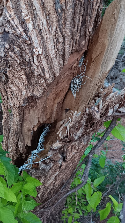 tornadartz's tweet photo. on our 'off day' in Oklahoma, @wxdragon and I explored the damage path of the Enid EF4 by the landfill. The trees, while recovering their leaves, were still absolutely shredded. Trunks were debarked with deep gouges, and a piece of metal was deeply pierced into one of 'em. https://t.co/hbAOY4PGqk