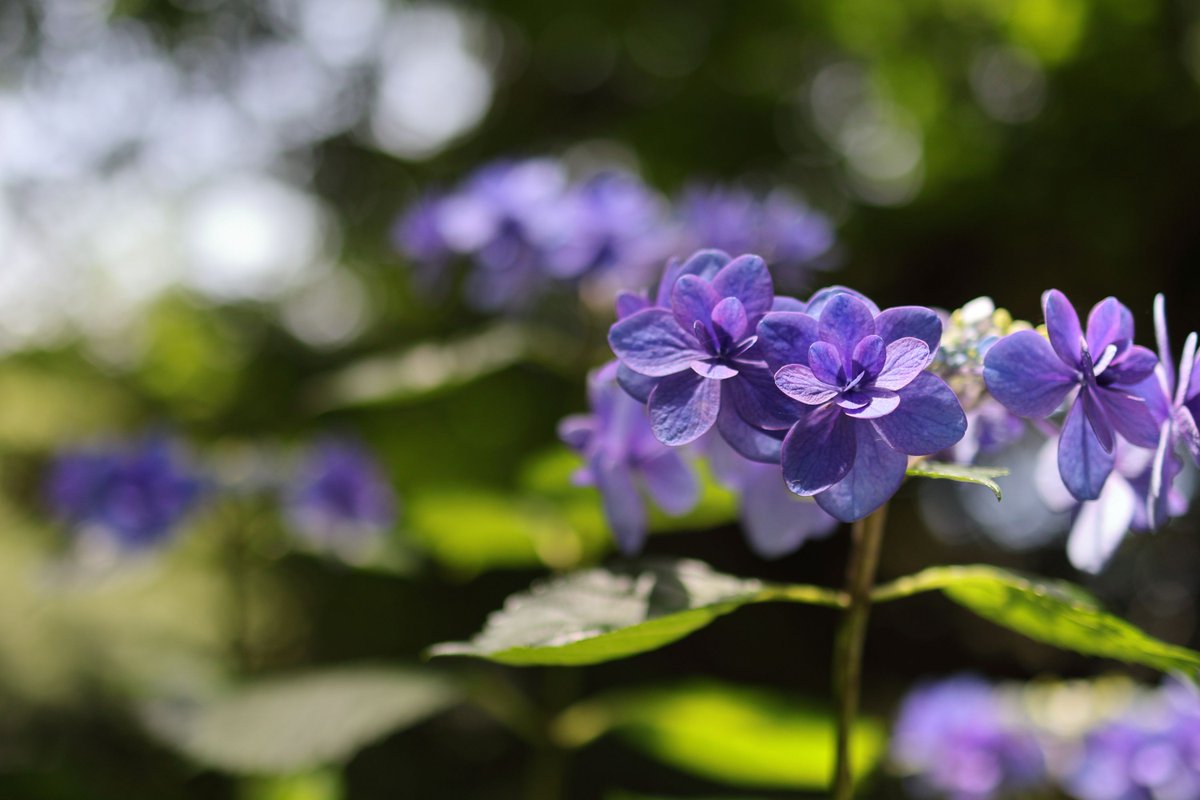 mr_nyancyu's tweet photo. 連日アジサイばかりで恐縮です
装飾花が丸みを帯びた八重咲きのガクアジサイ

#アジサイ #あじさい #紫陽花 #日本寺 https://t.co/NAITytM8Lk