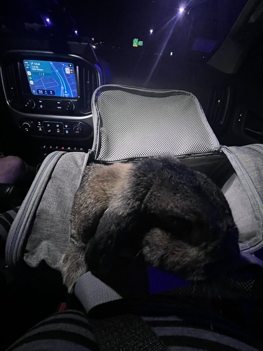 jennaelaney's tweet photo. @MikeBeaudreault Update: the queen is home https://t.co/effmKm8PP7