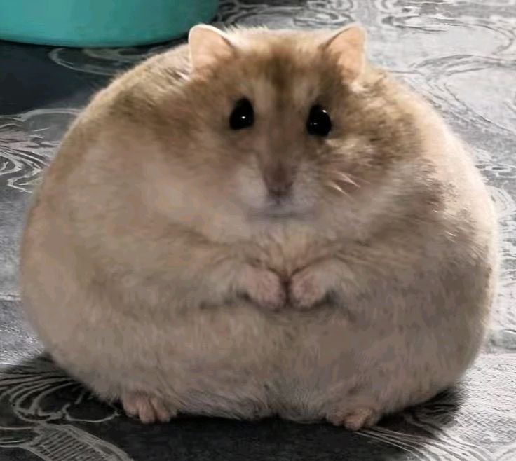 aylins0world's tweet photo. Every day for the past month i wake up. Eat Too much food. Take my meds. Get high. Eat Even more Food. Watch 5 hours of Youtube videos. And sleep for 13 hours. No https://t.co/yuYgf00P5Z