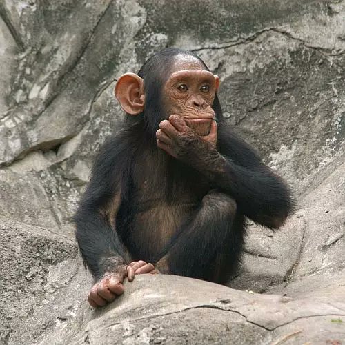 ace67_x's tweet photo. Arent we all apes in the trenches??

$Ape this https://t.co/Nm1Zqkrnyp