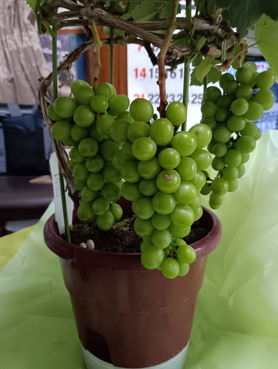 7samurai's tweet photo. 父の日のプレゼントが届いたみたいです🍇 #父の日 #ブドウの鉢植え #葡萄 https://t.co/cXkidHOAwB