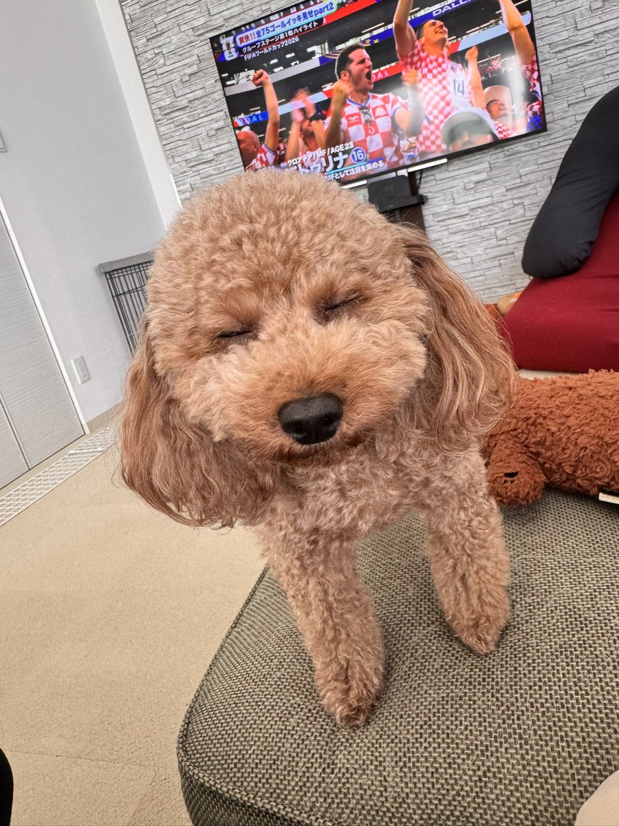 kojitive1001's tweet photo. 無邪気でマイペースなガキンチョ、ボーイも今日で5歳かぁ
早いなぁ😌
#トイプードル https://t.co/uTr9EIfehX
