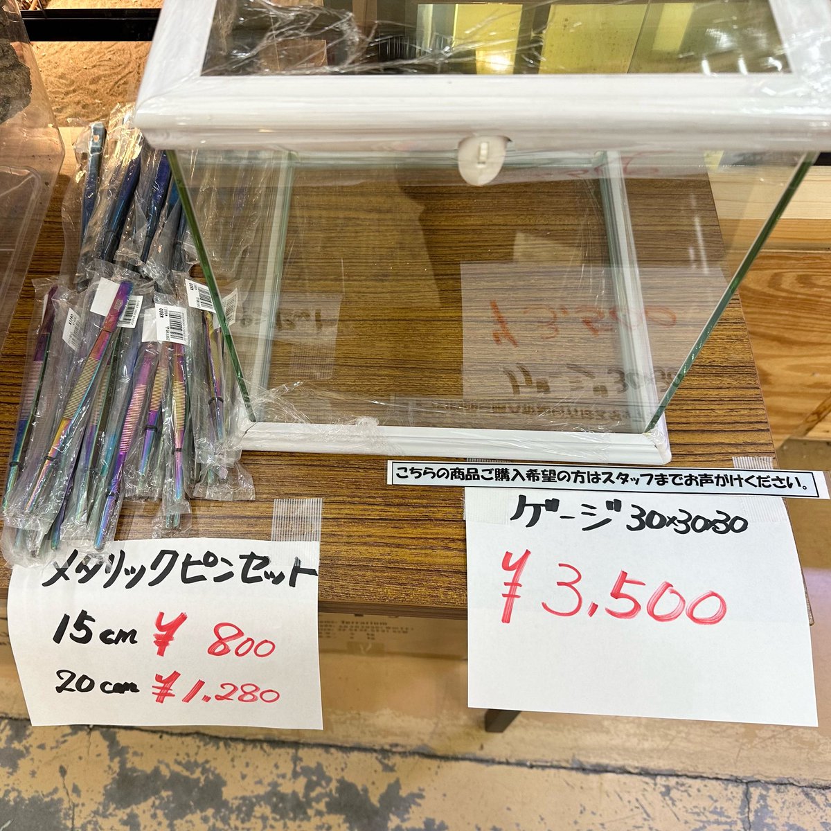 本日から6月28まで決算セールです♪ 生体や用品がお得に買えますよ