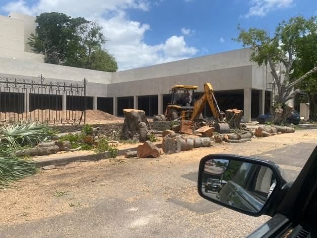 yucatanahora's tweet photo. EXIGEN SANCIONES POR TALA DE ÁRBOLES EN LA COLONIA MÉXICO

#Sociales| Activistas exigieron a las autoridades municipales investigar y sancionar a los responsables de la presunta tala de varios árboles maduros en la vía pública, frente a una plaza comercial en construcción.

Denunciaron que al menos cuatro ejemplares de gran tamaño fueron cortados, presuntamente con el objetivo de despejar la visibilidad de la fachada de este nuevo desarrollo comercial.

Más información 👇

https://t.co/ghZrQJTfwr

#YucatánAhora