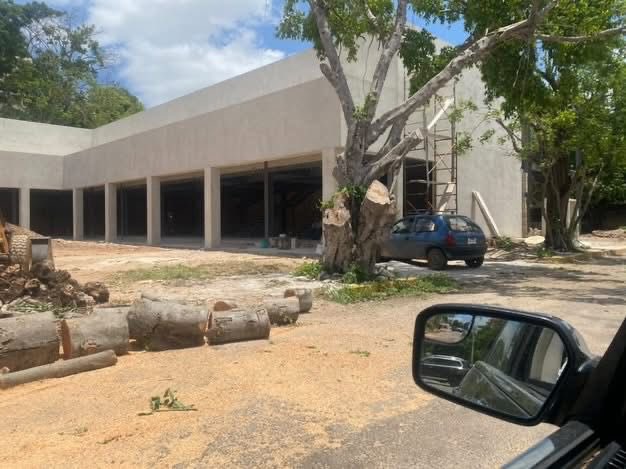yucatanahora's tweet photo. EXIGEN SANCIONES POR TALA DE ÁRBOLES EN LA COLONIA MÉXICO

#Sociales| Activistas exigieron a las autoridades municipales investigar y sancionar a los responsables de la presunta tala de varios árboles maduros en la vía pública, frente a una plaza comercial en construcción.

Denunciaron que al menos cuatro ejemplares de gran tamaño fueron cortados, presuntamente con el objetivo de despejar la visibilidad de la fachada de este nuevo desarrollo comercial.

Más información 👇

https://t.co/ghZrQJTfwr

#YucatánAhora