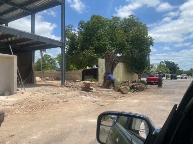 yucatanahora's tweet photo. EXIGEN SANCIONES POR TALA DE ÁRBOLES EN LA COLONIA MÉXICO

#Sociales| Activistas exigieron a las autoridades municipales investigar y sancionar a los responsables de la presunta tala de varios árboles maduros en la vía pública, frente a una plaza comercial en construcción.

Denunciaron que al menos cuatro ejemplares de gran tamaño fueron cortados, presuntamente con el objetivo de despejar la visibilidad de la fachada de este nuevo desarrollo comercial.

Más información 👇

https://t.co/ghZrQJTfwr

#YucatánAhora