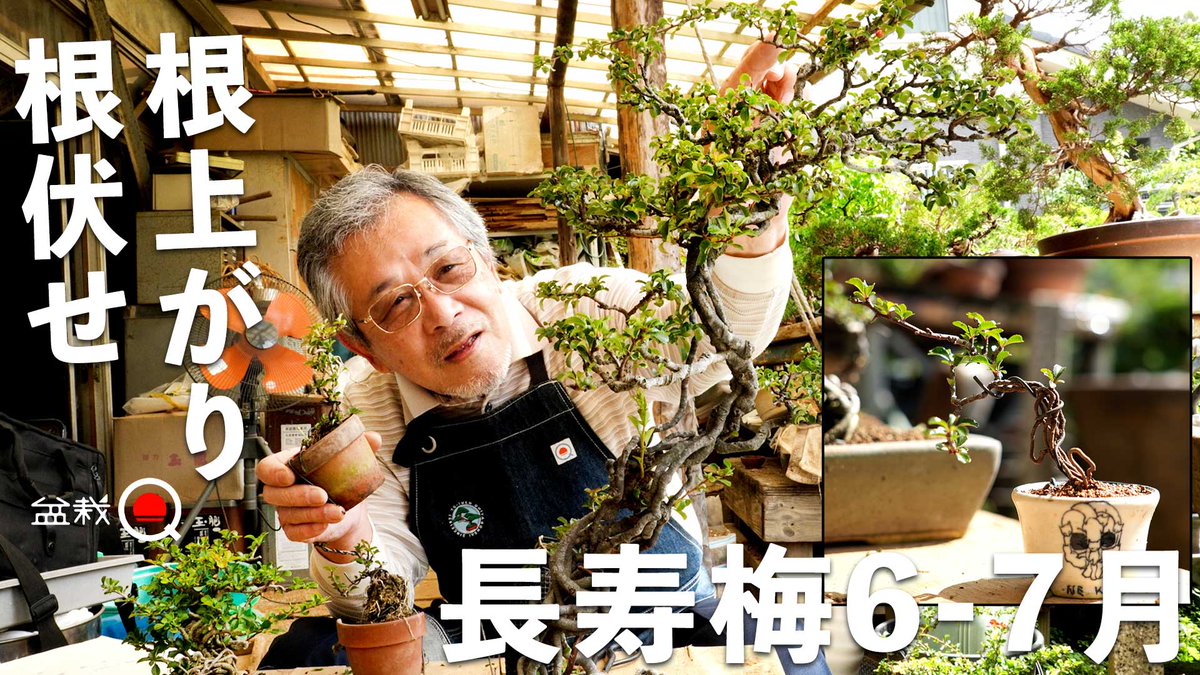 長寿梅　根上がり　古木　花も沢山つきます 長寿梅　根上がり　古木　花も沢山つきます