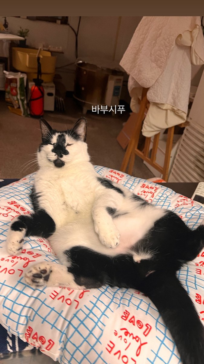 krrrhooky's tweet photo. 기얌동그리들아 https://t.co/KAbYYL9dsI