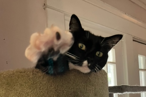 sheepishlyy's tweet photo. @fuzukimiki feel better miki... here's my girl giving you a vibe check https://t.co/Yk8fFyO4pc