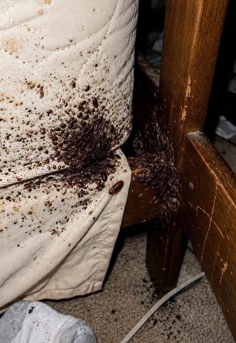 oedmonlucas's tweet photo. But what's the best solution for bedbugs? https://t.co/ShIZ4Tfwxi