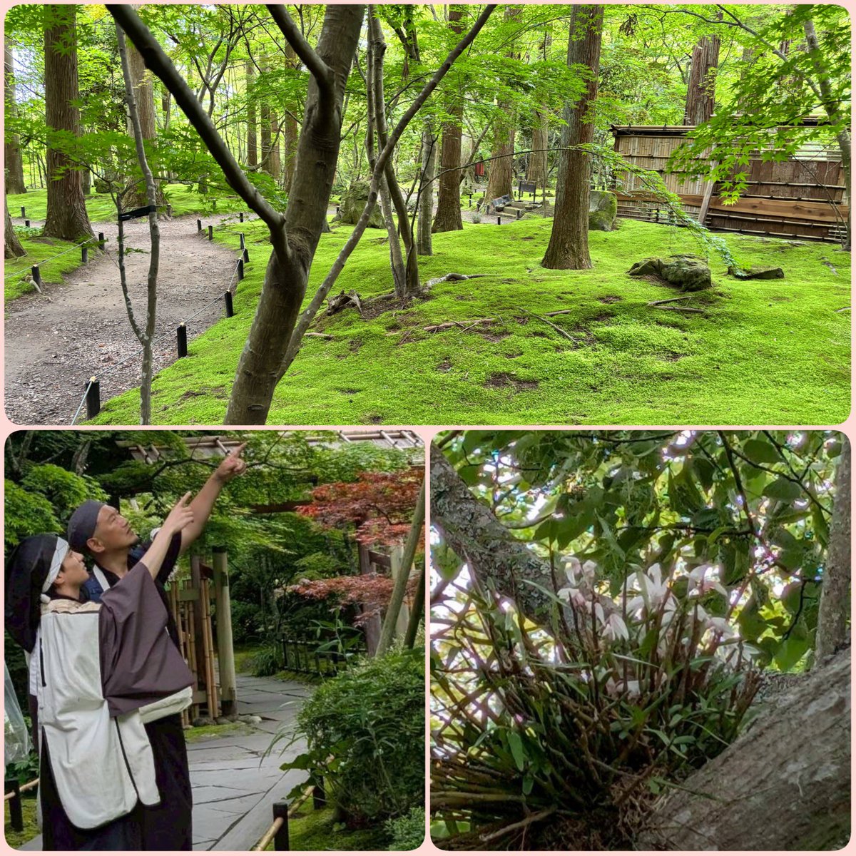 oniko10ro's tweet photo. 片倉小十郎重綱&amp;松尾芭蕉と育てる！
モミジの苔玉作りと円通院の苔庭鑑賞

ご参加有難うござった🌱

苔玉作りに少々苦戦しながらも皆綺麗に作れた、大事に大事に育てて参ろうぞ🌱
美しい庭園の散策もゆるりと楽しむことができ良き催しと相なった

次あれば是非ご参加あれ🌱

#松島 #円通院 #苔玉 #庭園 https://t.co/hDV4SHXnfj