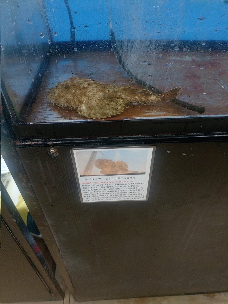 kamendiver's tweet photo. いるのか・・・お前。
・・・浜名湖に、キアンコウ！ https://t.co/e4hjnk15Ol