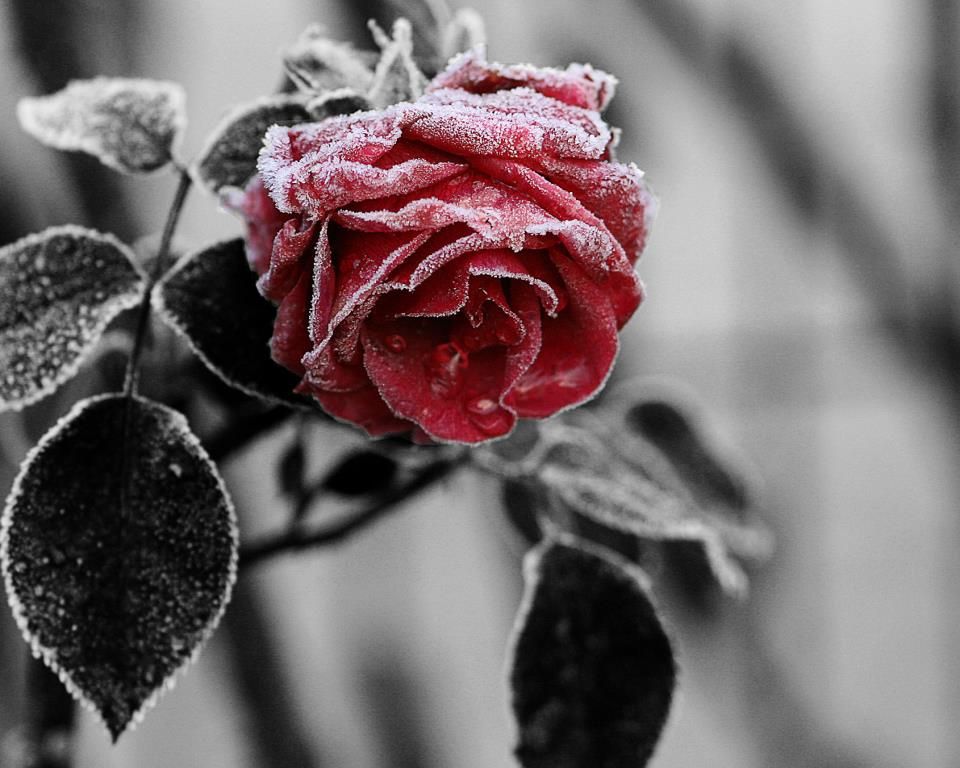 VenomousIves's tweet photo. 𝘝𝘢𝘯𝘦𝘴𝘴𝘢'𝘴 𝘝𝘦𝘹𝘢𝘵𝘪𝘰𝘯𝘴 ࿓
𝑭𝒓𝒐𝒛𝒆𝒏 𝑭𝒍𝒐𝒘𝒆𝒓𝒔 ; 
Petals once so vibrant and velvety soft, thriving with the sun. 
Now encased within a frozen cage of ice and coldness. 
It's stalk so fragile it fears the wind. 

Much like myself I'm afraid. 
My cold life. https://t.co/f7a30hviye
