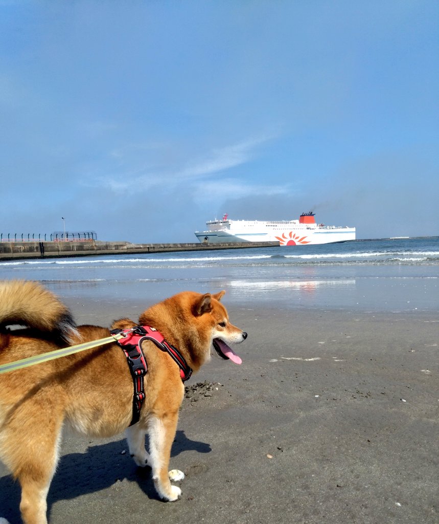 shiba_poteto22's tweet photo. ぽてとと大洗の海に行ってきました🌊🐾6月のうちに行きたかったのでよかった！
海水は怖いみたいで波からずっと逃げる…

さんふらわあの着港が見れて嬉しかった～🚢

#柴犬
#大洗 https://t.co/Kos9MxTm1A