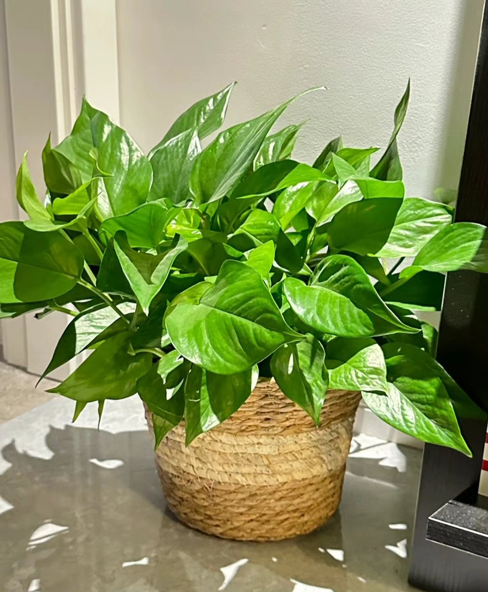 HesusD1's tweet photo. Pro tip for your pothos! Let its soil dry fully between waterings and place it in bright, indirect light, and it’ll grow lush and healthy all year round. ， https://t.co/xH2kPRtAcK