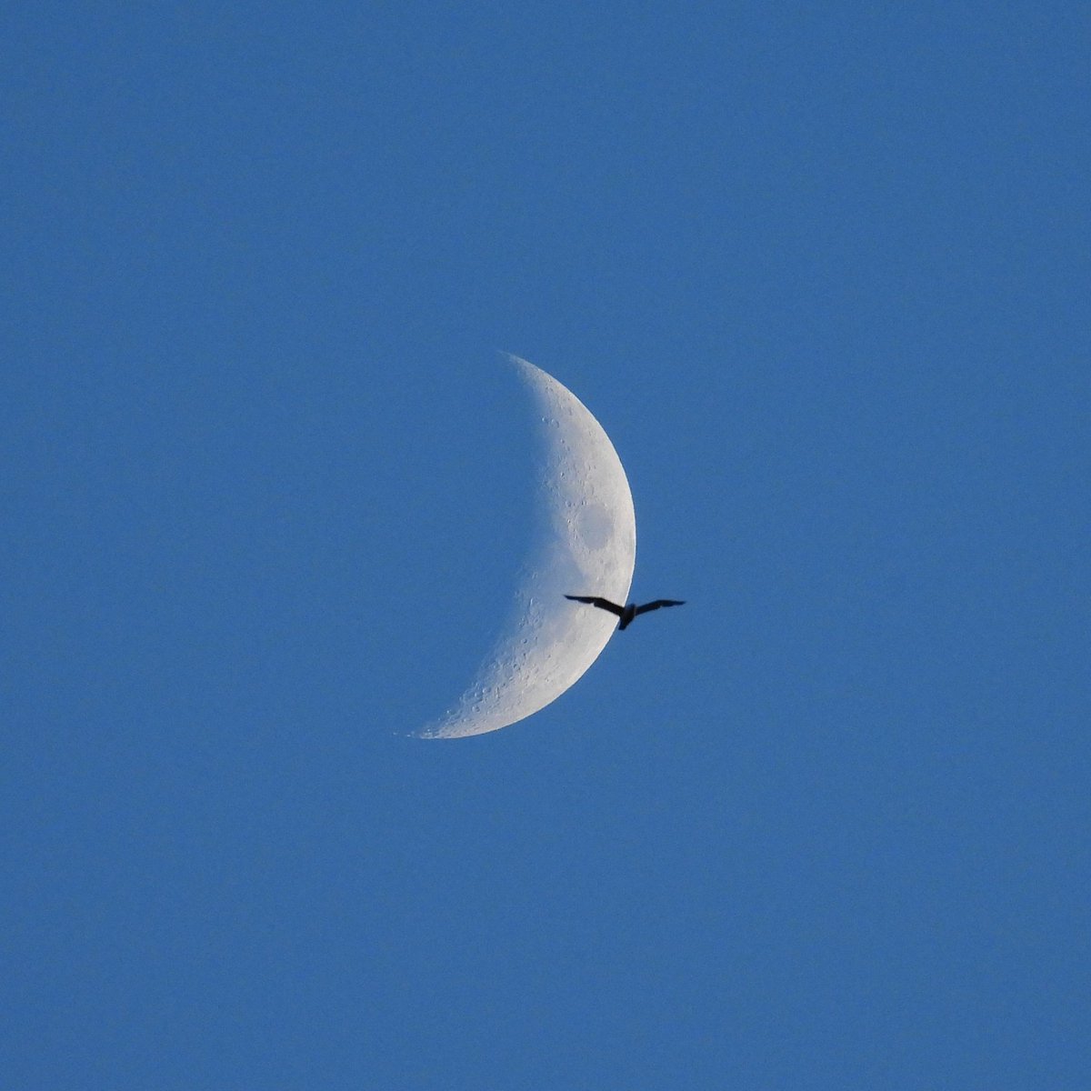 metoffice's tweet photo. It's a fine and dry weekend for many, and we'd like to see your weather photos 📸

We love this from @FunkyAppleTree taken in London🌛

You can send them on here using #LoveUKWeather, or you can email us through weatherpics@metoffice.gov.uk https://t.co/TBM8fzWvdT