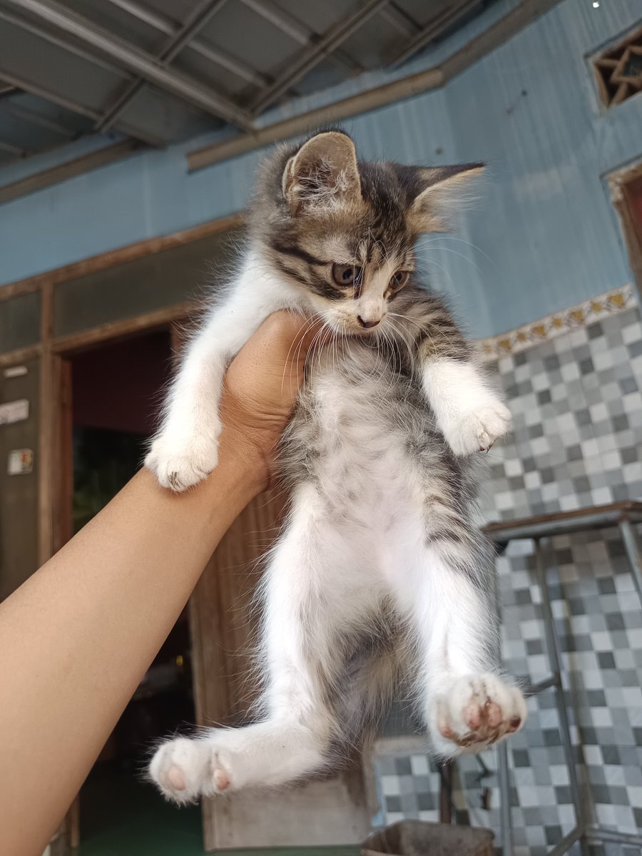 alykshy's tweet photo. @KediriFess aku ada umur 2 bulan, udah bisa makan dry food sendiri+pup pip di pasir https://t.co/7yUjBaTDD4