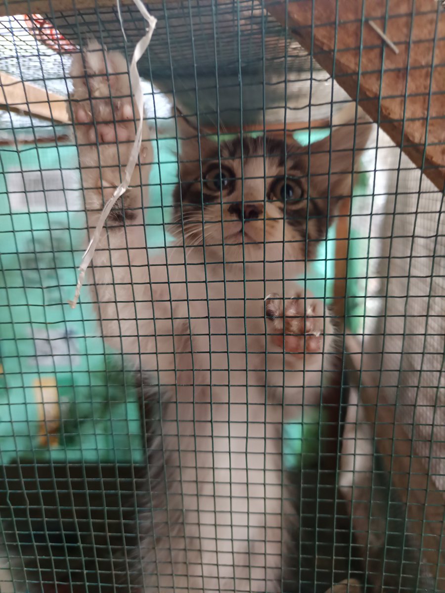 alykshy's tweet photo. @KediriFess aku ada umur 2 bulan, udah bisa makan dry food sendiri+pup pip di pasir https://t.co/7yUjBaTDD4