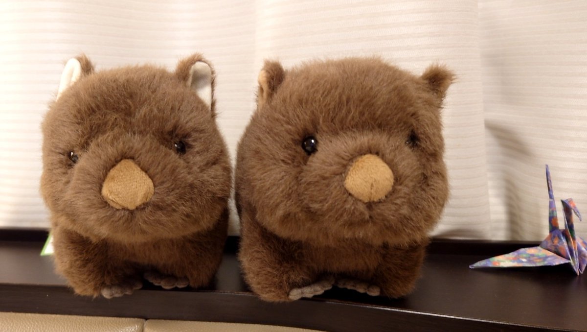 chosuchosu888's tweet photo. 本日はこちらへ
知らないこと、改めて考えさせられたこと、飼育員さん達の動物達への熱い思いに感動しました🥹
終わってから飼育員さんにいろいろ聞いてしまった😂
2回目あったらまた行きたいです！！

そして売店で「うちに来る子～～🙋」と言って目が合った子をお迎えしてきました。ｶﾜｲｲﾈ💕 https://t.co/jrk8RaIAWf