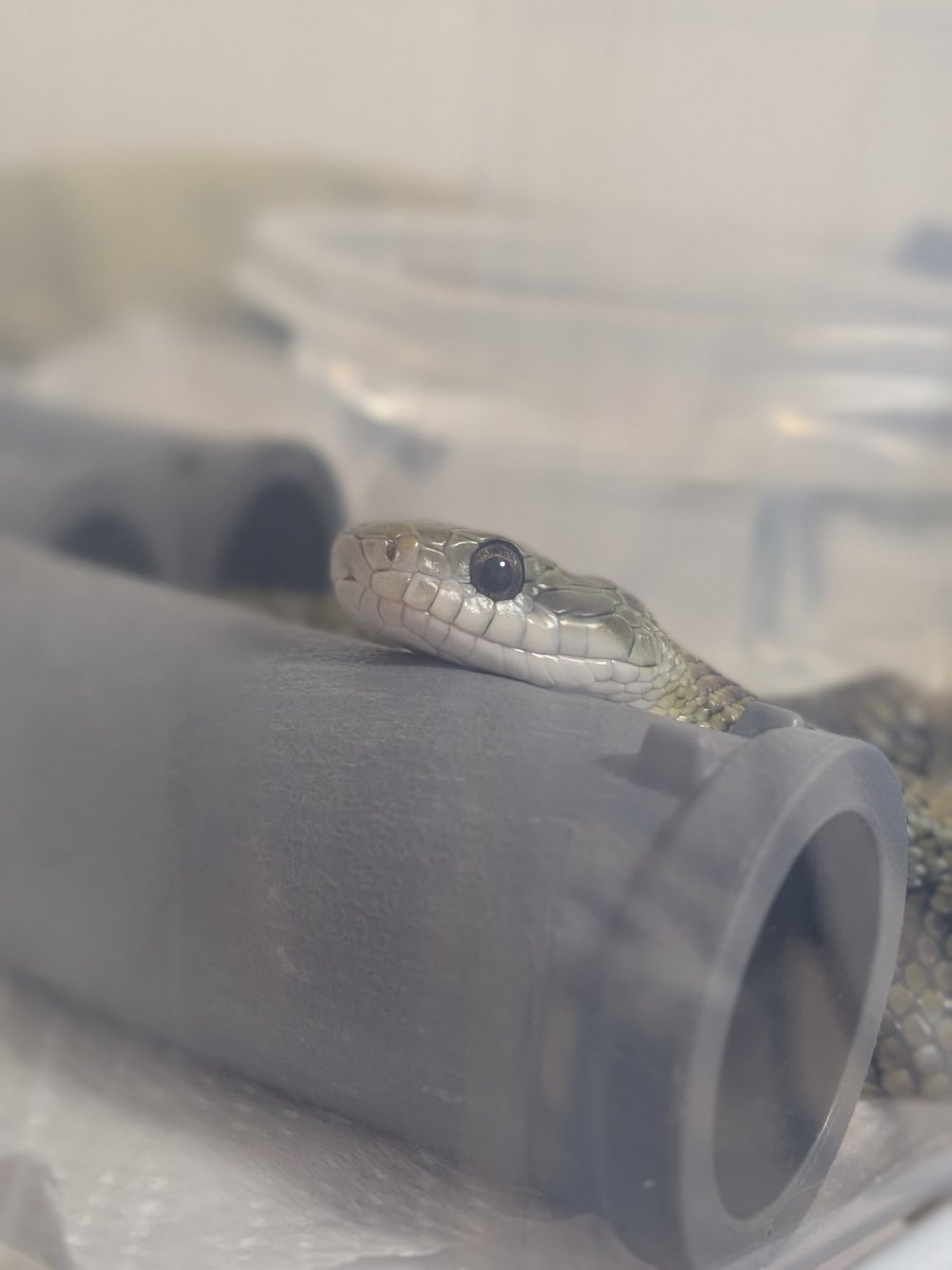 BLACK00DEATH's tweet photo. 土管にあごのせダイショウ葵ちゃん💚

葵ちゃんのくつろいでる姿見ると嬉しくてたまらない🥰🥰
生まれて来てくれてありがとうなんだよ❣️

＃アオダイショウ
＃奇形おヘビちゃん https://t.co/y4FHX3SLS1