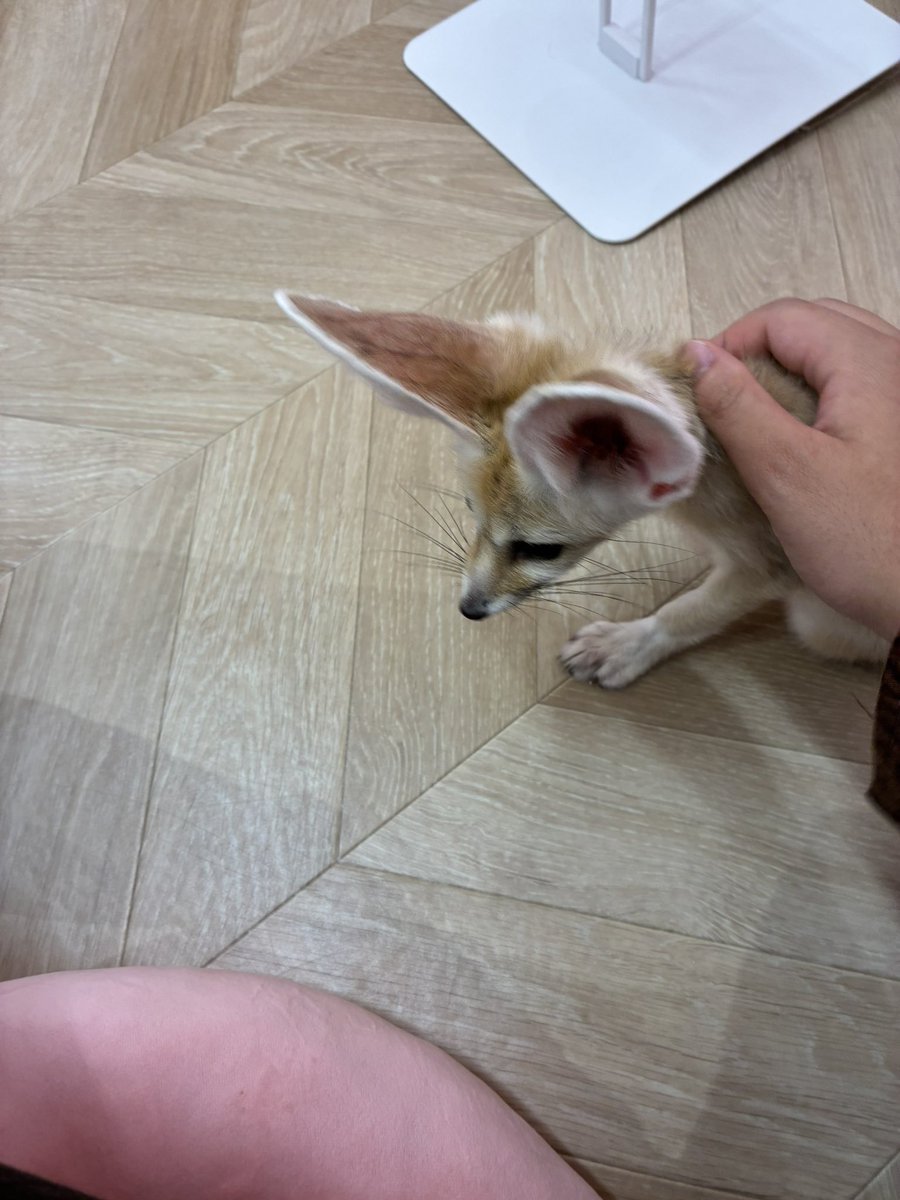 rgl4ap's tweet photo. 一瞬だけ隣でコテンとしてくれた
ちっちゃくて可愛かった https://t.co/9Tt2STkfdX
