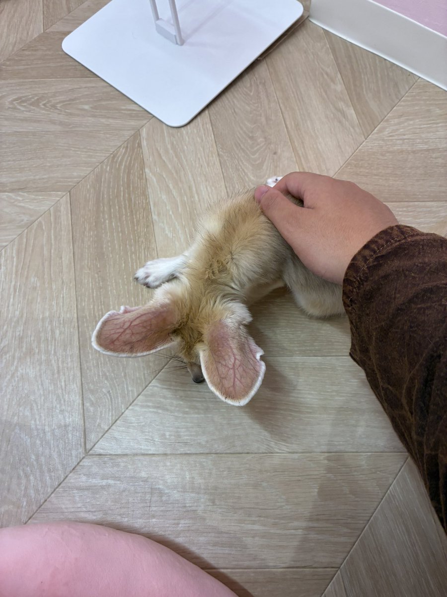 rgl4ap's tweet photo. 一瞬だけ隣でコテンとしてくれた
ちっちゃくて可愛かった https://t.co/9Tt2STkfdX