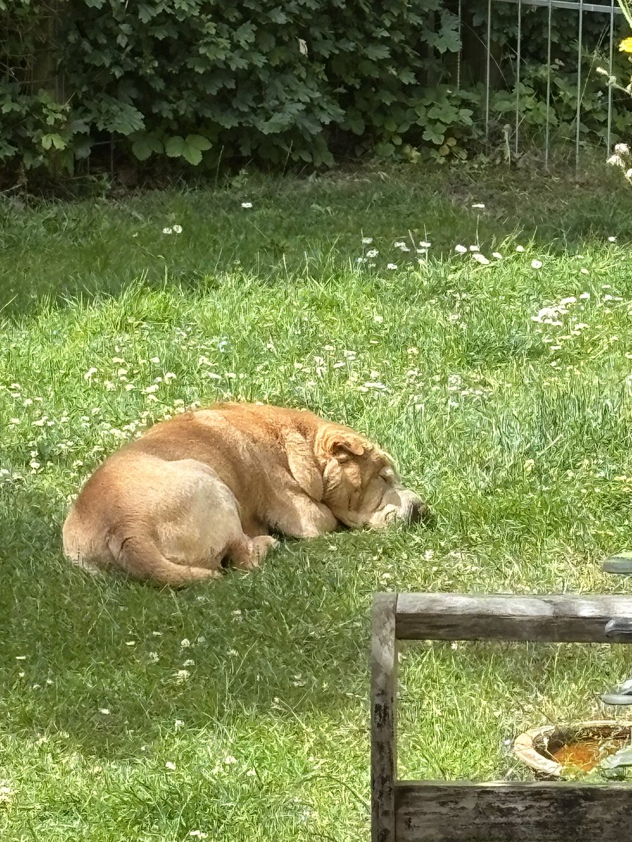 SharZumo's tweet photo. It’s a wonderful sunny and warm day. Perfect for a nap in my garden, surrounded by flowers and bumblebees. https://t.co/r7jqRzzqf4