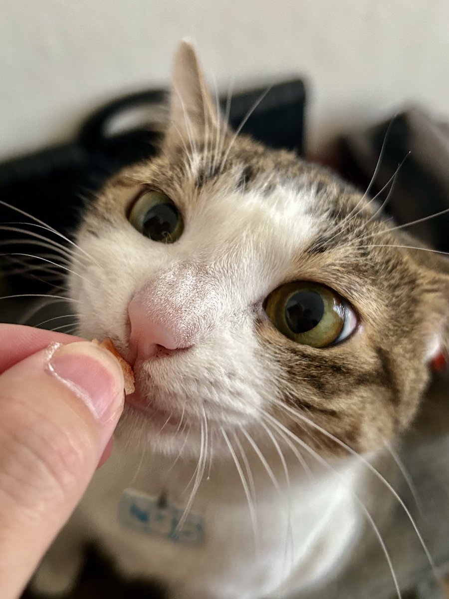 cat_1228's tweet photo. じっと座って期待に満ちた顔をしてたので
鰹節、ちょっとだけね https://t.co/4D8BwMNl42