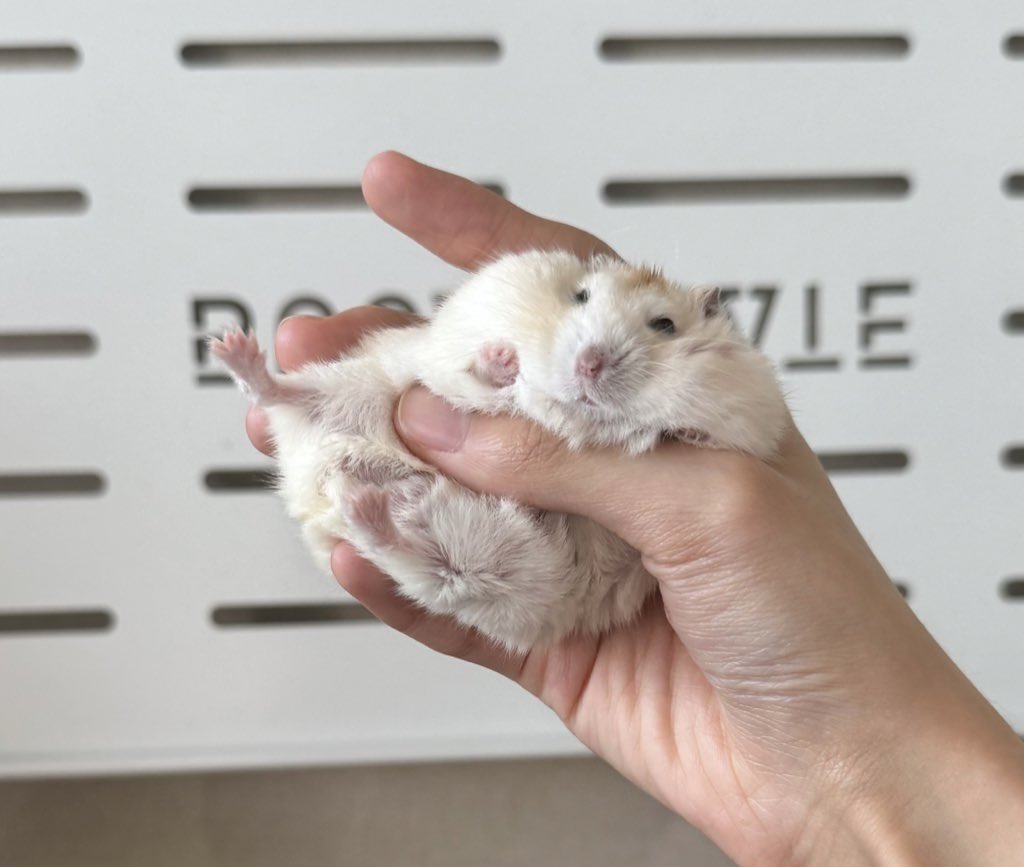 importedeiffel's tweet photo. 고리타분 https://t.co/lN36WQxoiO