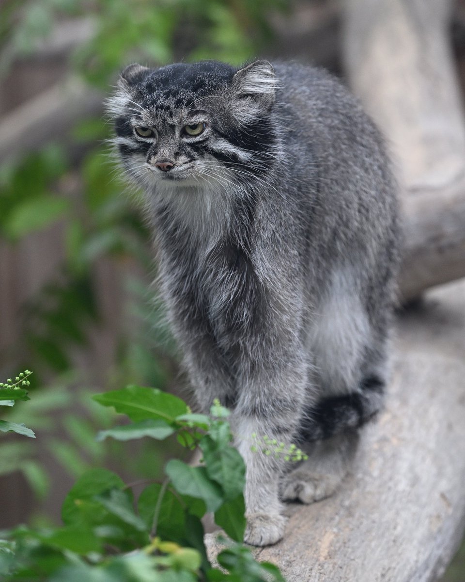 manulphotoalbum's tweet photo. にょーーーーんなナル君

#マヌルネコ
#manul 
#pallascat
#神戸どうぶつ王国
#ナル
#nar https://t.co/r1IFWH2UDC