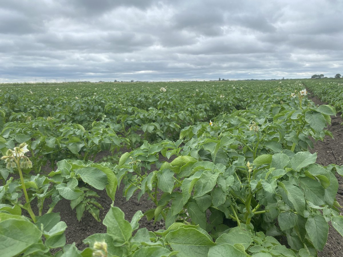 Ondaintreefarm's tweet photo. New potato up date! Many have been asking! They’re nearly there a couple more weeks and they will be ready! 🥔🥔 

You can order your posted potatoes (Sale still on) or still donate a new bag of potatoes at: https://t.co/SYOW8H9rS9 🥔📮

#FarmerLuke #DownOnDaintreeFarm #Mrsfarmerluke #spudwife

 #FarmerLuke #DownOnDaintreeFarm #Mrsfarmerluke #spudwife