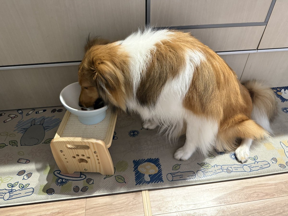 急に食べ方忘れちゃったのかお座りしたまま食べてる🥹💦 #シェルティ