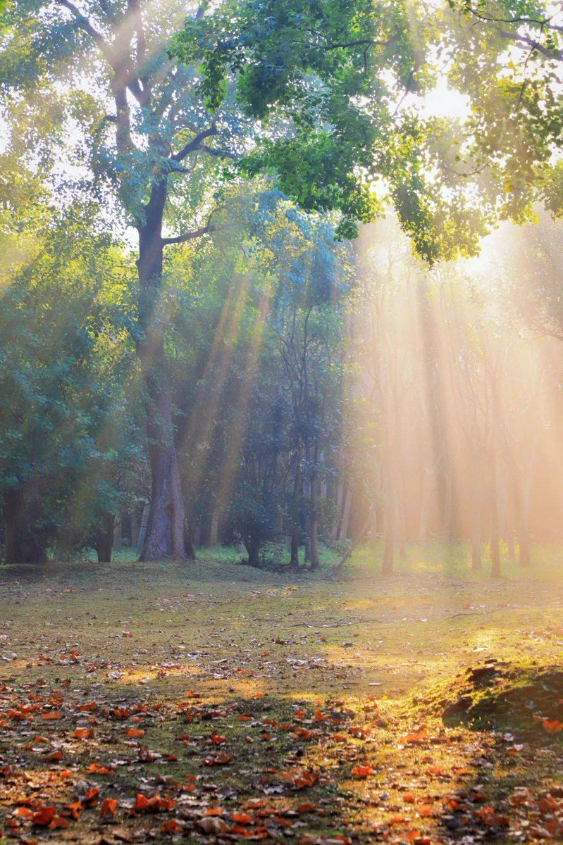 NiG3Rok's tweet photo. Woke up to golden autumn sunlight u0026 crisp air  Perfect morning for a walk with a warm latte! https://t.co/NK8Qpx7qRP