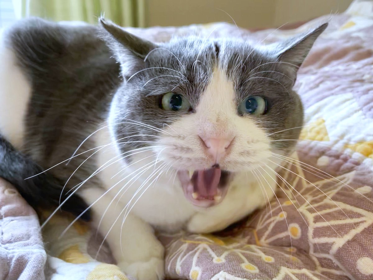 mitoconcon's tweet photo. 家庭内野良猫卒業を控えているかもしれないめいくんのシャー顔コレクションをお届けします。全人類震え上がれ。 https://t.co/sQHxi09x7T