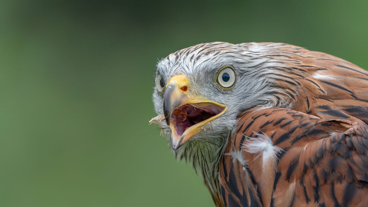 dieBalearen's tweet photo. Wusstest du, dass #Menorca eines der besten Reiseziele Europas für Vogelbeobachtungen ist? 👁️

Als Biosphärenreservat beherbergt die Insel eine außergewöhnliche Vogelvielfalt: vom Eleonorenfalke über die Balearen-Sturmtaucher und den Brachvogel bis hin zur Säbelschnäbler. 🦅 https://t.co/XOfON0XYj2