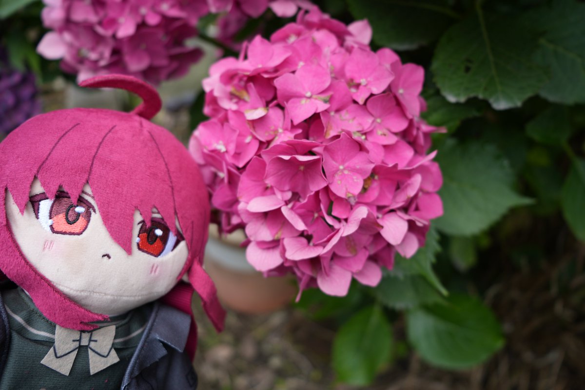 紫陽花様 ぬいぐるみ シャナぬいと紫陽花を撮ってみました… この時期になると赤色の紫陽花が