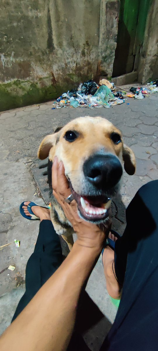 AnkitMishra_08's tweet photo. Thrashing a voiceless stray dog who is simply requesting some shade shows how imbecile the society is. 
I don't give any flying fucks but in my experience a majority of animal beaters are serial offenders and psychopaths. 

Something very deep is fundamentally wrong with indian society.