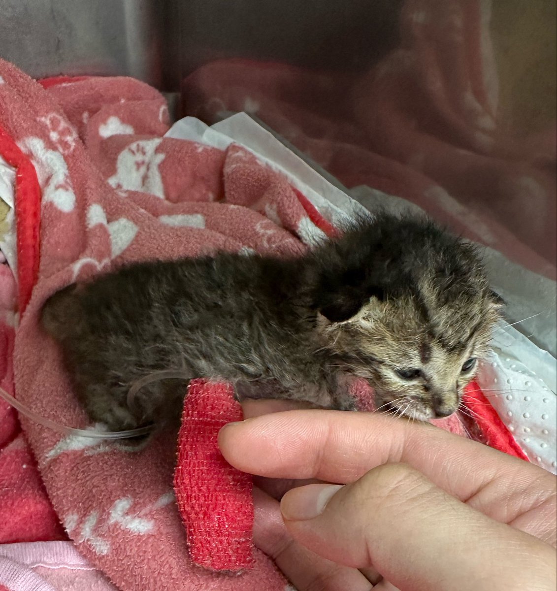 5nRicefield's tweet photo. 山口県まで瀕死の保護猫迎えに行って、大阪戻って即入院させたら元気になったんだけど治療費10万くらいはした
まあ、すくすく元気なったからよかったなーって https://t.co/GiUBnGZShJ