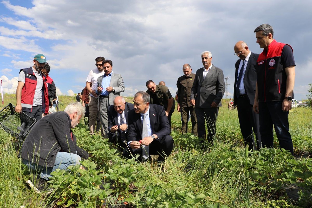 agritarimgovtr's tweet photo. Valiliğimiz koordinesinde, İl Özel İdaremiz ile İl Müdürlüğümüz tarafından düzenlenen çilek fidesi ve ekipmanı dağıtım programı, Valimiz Sayın Önder BOZKURT’un katılımıyla, Aşağı Yoldüzü Köyü’nde gerçekleştirildi.

@TCTarim 
@ibrahimyumakli 
@tcagrivaliligi 
@mehmethsyngl https://t.co/VQ6MMvt4UQ