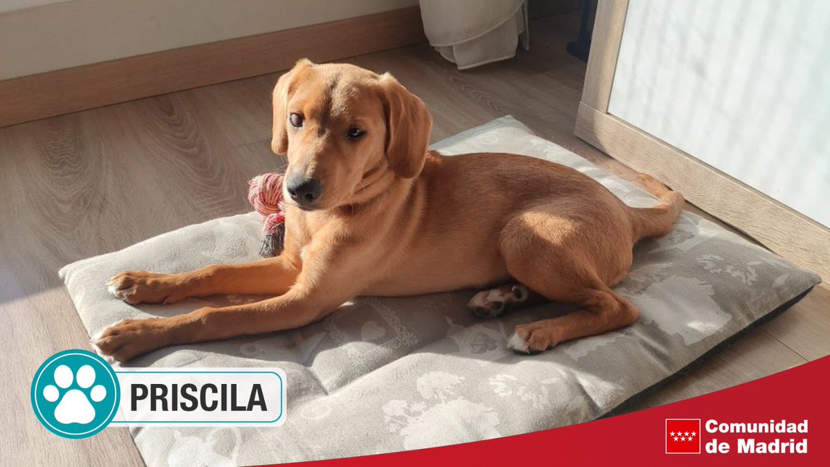 AdoptaCMadrid's tweet photo. 😍 Esta cachorrita es divertida, juguetona, sociable y muy cariñosa; además de ser una perrita muy lista y obediente.

💗 Buscamos una familia que lo único que desee sea compartir su vida con Priscila y cuidarla como se merece.

+Info: https://t.co/rAYqdw2Di5 https://t.co/wlOX4UW6Ci